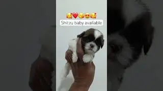 Shitzu baby #love #trending #viral #gsds #dogbreed #funny #retreiver #dog #pets #dogtype #ytshorts