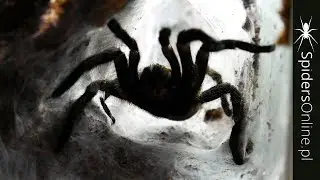 KOKON u Harpactira marksi! + szybkie KARMIENIE - spidersonline.pl