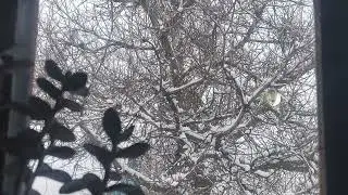 There's snow on my window again 4k