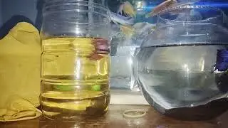 fighter Fish react male to male #fishing  #fishwatching #youtubeshorts #youtube #shorts