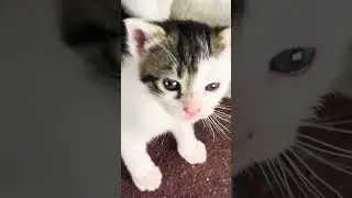 Minnie's 8 kittens first public appearance 26 days old