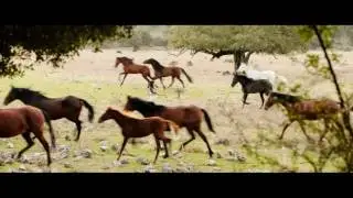 trailerhaus ostwind3 teaser 24fps