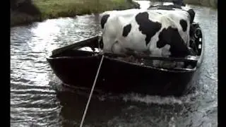 Goingarijp   De kij opsette