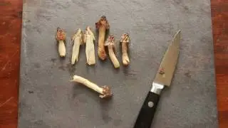 Half Free Morels or Morchella semilibera