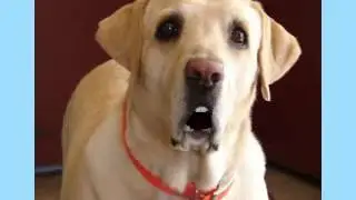 Animated talking animals - Labrador Answering Machine