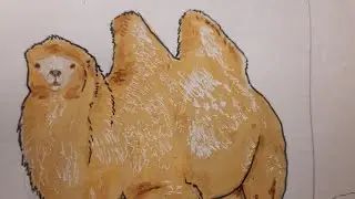 bactrian camel breeds full timelapse