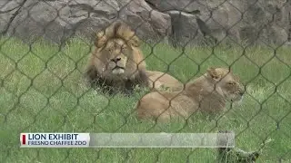 Chaffee Zoo: Lion Exhibit