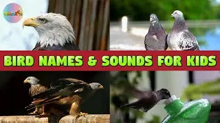 Learning Birds Sounds For Kids