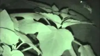 Moth oviposition behavior