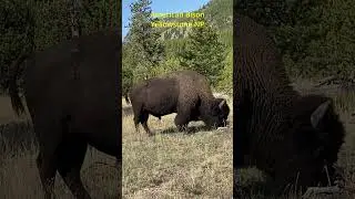 Bison Grazing: A Glimpse of Yellowstone's Wildlife #shorts #yellowstone #bison