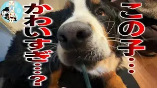 【日常短編ネタ動画３選】①天使と悪魔②ともだち…？③料理より大事なこと【バーニーズマウンテンドッグ・オリバー】
