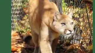Mill Mountain Zoo