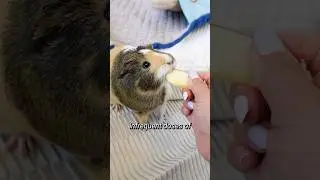 🐹🍉 The Ultimate Guinea Pig Fruit Guide! 🍏🥭#shorts | GuineaDad School