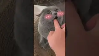 Chat en col&egrave;re 😾 vid&eacute;os de chat mignon