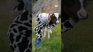 🐮 Little girl sings to calf #shorts