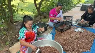 เม็ดกระบกตากแห้ง ทั้งคัดทั้งแพ็คช่วยกันใหญ่ เม็ดกระข้าวดอใหม่ๆนะคะ