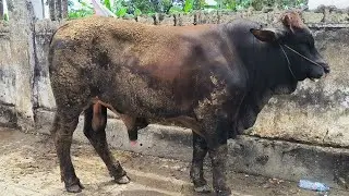 16 juta !! Pegon Super Harga Murah !! Tambah Ajorr Sepi Pembeli !! Pasar Kerek 