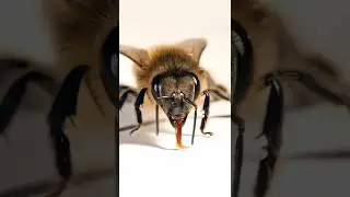 Эти пчёлы работают на спецслужбы 😱