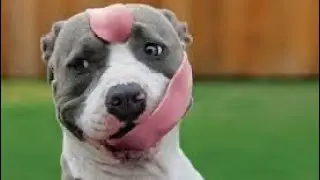 Kids won&rsquo;t believe these Dog facts 🐶✨