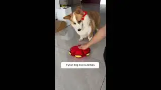 Pet Toy Flying Saucer Ball🐾The ultimate pet toy for your furry friend!