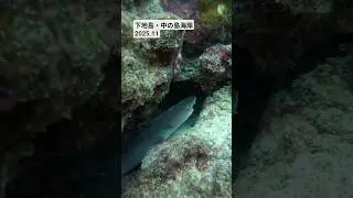 中の島海岸・海の生き物（ネムリブカ、クマノミ等） #ocean