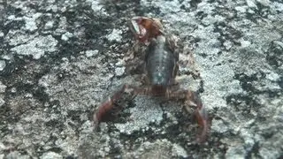 Lively Scorpion - Southern Wood Scorpion.