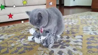 Facts about Chartreux cat  #cat playing with her favorite toy