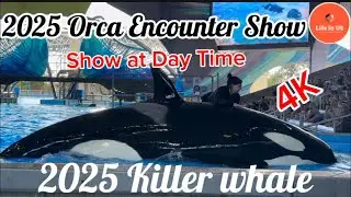 2025 Sea World Killer Whale Presentation | Orca Encounter | 4K Full Show