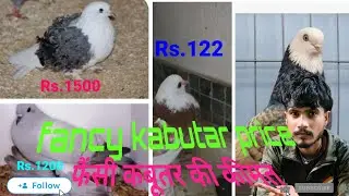 Fancy kabutar शानदार कबूतर#fancy #kabutarandekabdetehain #viral #vlog #video kabutar price