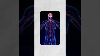 Почему мы испытываем тягу к еде? Какой гормон за неё отвечает?