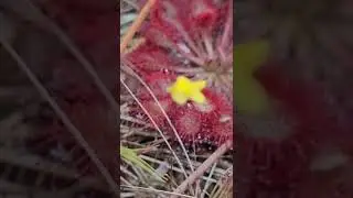 sundews and some terrestrial utricularia