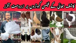 Kashif Bhai Fancy Pigeons Latest Setup Tour | Low Budget Kabootar | Special Sale Offers