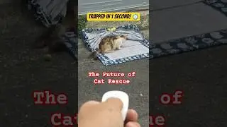 Genius Hack to Catch Aggressive Cats! 😼🔫 (Watch the Trap Work) #Shorts #shortsfeed #ytshorts