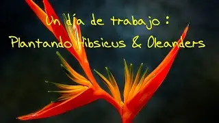 Un D&iacute;a de Trabajo : Plantando Hibiscus & Oleaders