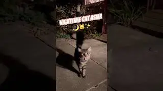 Night patrol cat reporting in 🐾#cute  #cat #night #asmr #meow