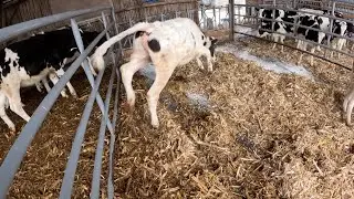 Fresh Heifer Pens Just In Time For Christmas