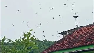 Alhamdulilah binaan di madurah sudah panen kiloan cm rbw mini 1 lantai masih setia memberikan video