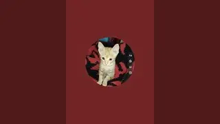 Kitty Ki Masti 🐾 | Cat Shorts is live