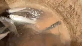 Survival Skills, How to Catch Fish With a Plastic Bottle..