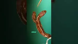 Bicephaly, Fenomena Hewan Berkepala Dua