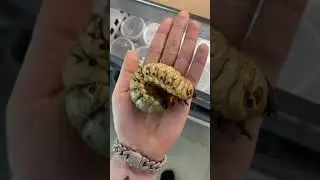 Yummy Beetle larvae
