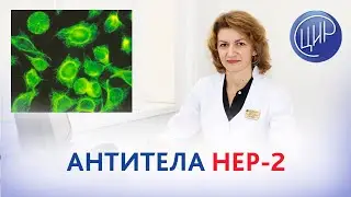 Антитела HEP-2, влияние на имплантацию эмбриона. Иммуноблот на антинуклеарные антитела.