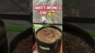 Dante&rsquo;s Inferno and Zoap early vegetative 🌱.  #coco #cannabis #homegrown