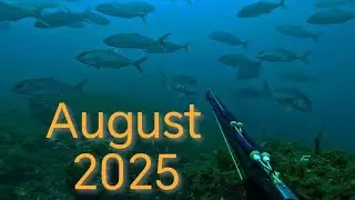 Spearfishing deep 🇩🇿 some great catches of 2025 season 👋#spearfishing#fish#deepspearfishing#deep#صيد