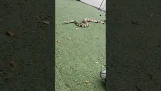 python 🐍 #canada #python #fun #kids
