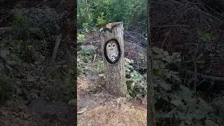 Barred Owl in a Stump
