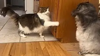 🔉Luna Strikes Again 😲 Cat Family Morning Routine