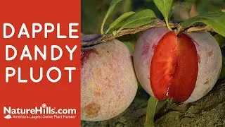 Dapple Dandy Pluot  | NatureHills.com