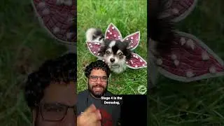 5 Stages of the Demogorgon