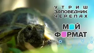 МОЙ ФОРМАТ - РОССИЯ. Утриш - заповедник черепах